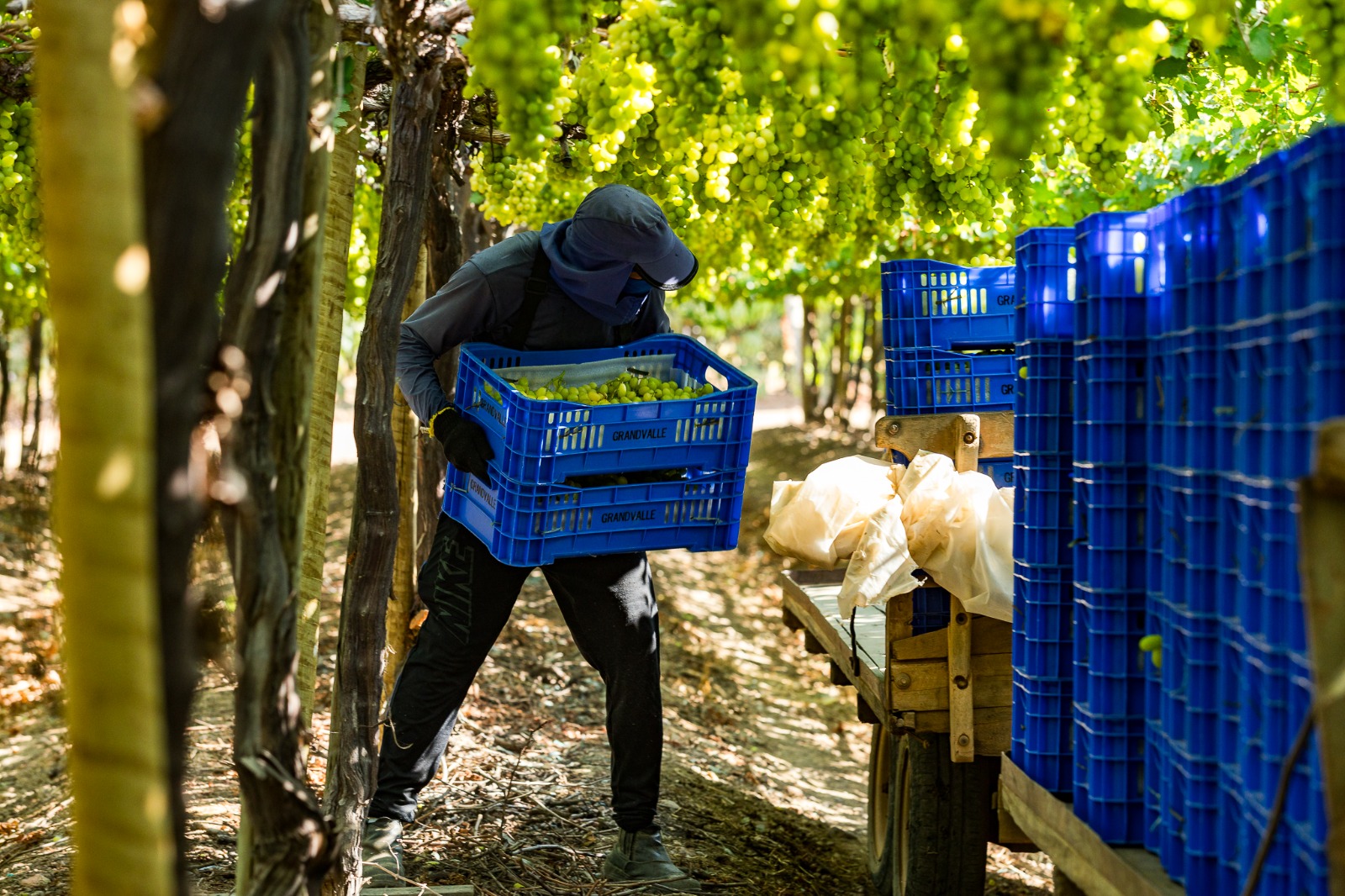 Fruit Attraction Madrid: FTrade consolida atuação na expo de frutas